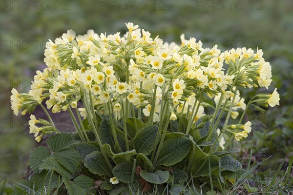 True oxlip (Primula elatior)