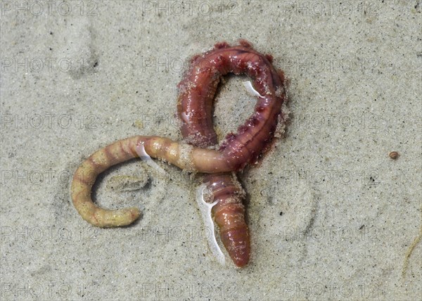 Lugworm (Arenicola marina)