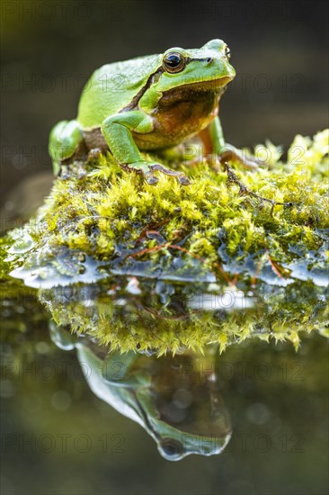 European tree frog (Hyla arborea)