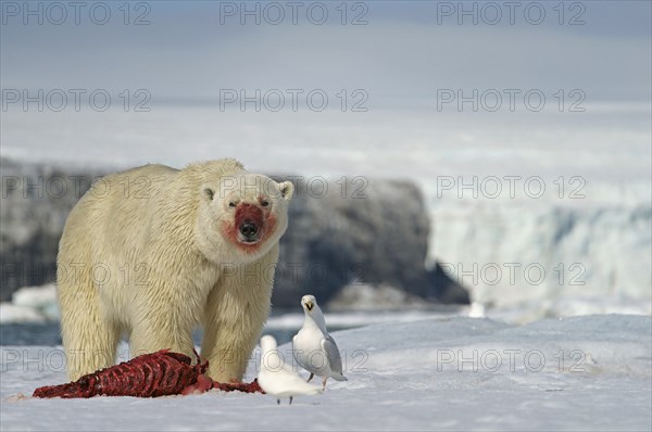 Polar bear (Ursus maritimus) feeding the carcass of a captured seal in the snow