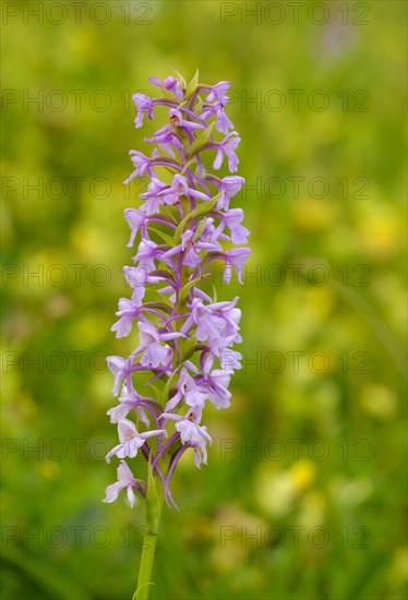 Fragrant orchid (Gymnadenia conopsea)