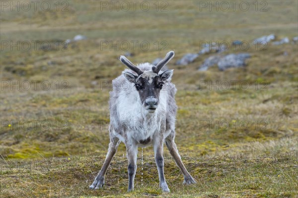 Svalbard Reindeer (Rangifer tarandus platyrhynchus) in the tundra