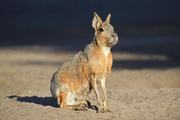 Patagonian Mara (Dolichotis patagonum)