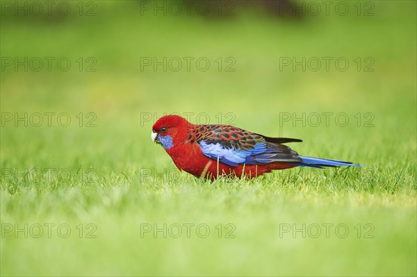 Crimson rosella (Platycercus elegans) on a meadow