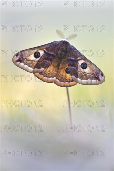 Small emperor moth (Saturnia pavonia)