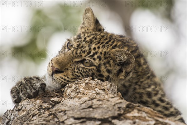 Leopard (Panthera pardus) Kitten on tree