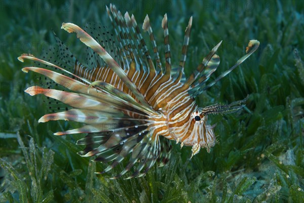 Red LionfishÂ  (Pterois volitans) swim over bottom with sea grass in shallow water