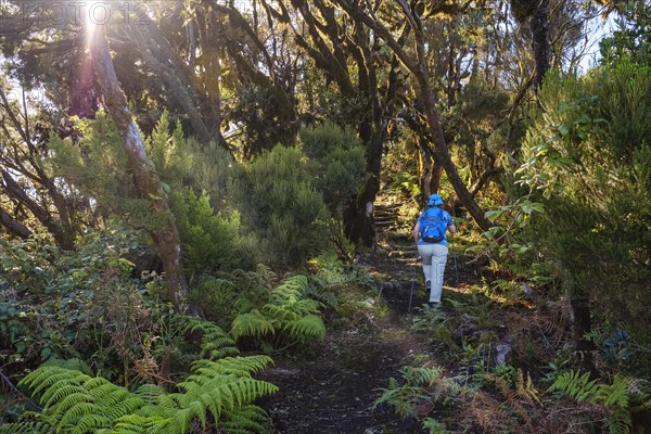 Woman hiking on forest trail in the cloud forest