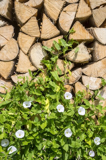 Larger bindweed (Calystegia sepium)