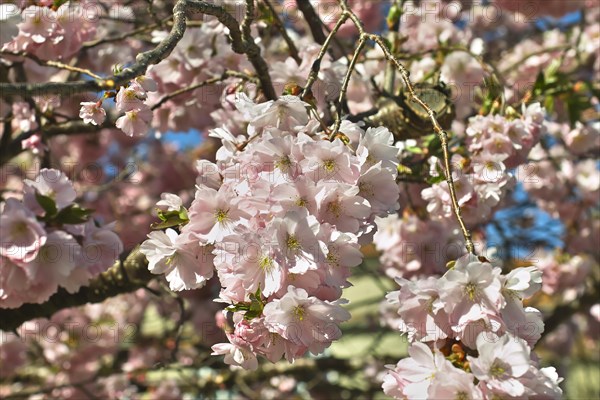 Pink flowering spring cherry Accolade