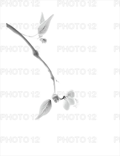 Minimalistic sakura branch with a delicate flower artistic oriental style illustration