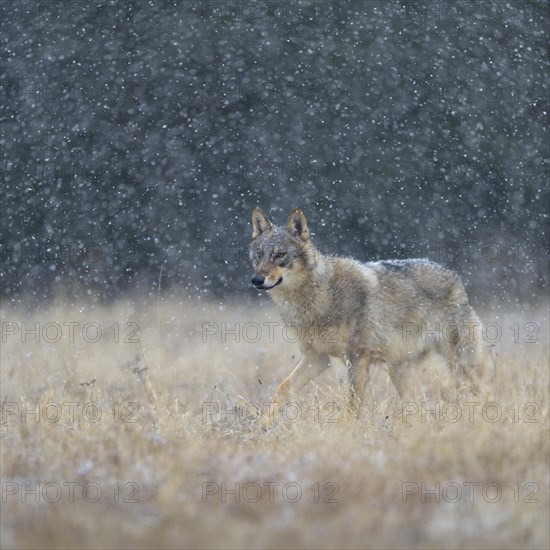 Gray wolf (Canis lupus)