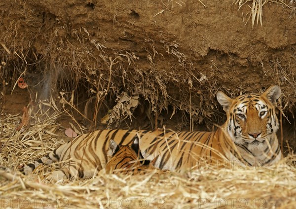 Bengal tiger (Panthera tigris tigris)