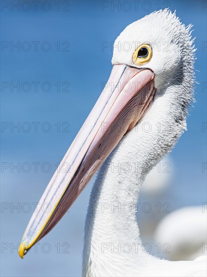 Australian pelican (Pelecanus conspicillatus)