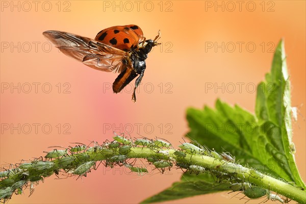 Asian lady beetle (Harmonia axyridis)