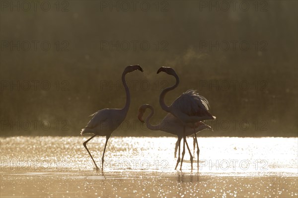 Greater Flamingo (Phoenicopterus roseus)