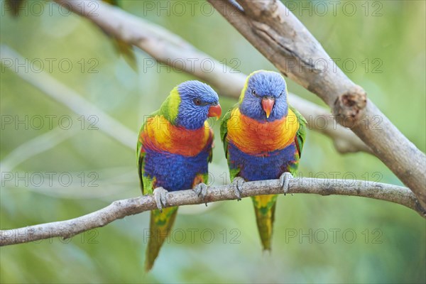 Rainbow lorikeets (Trichoglossus moluccanus) sitting in a tree