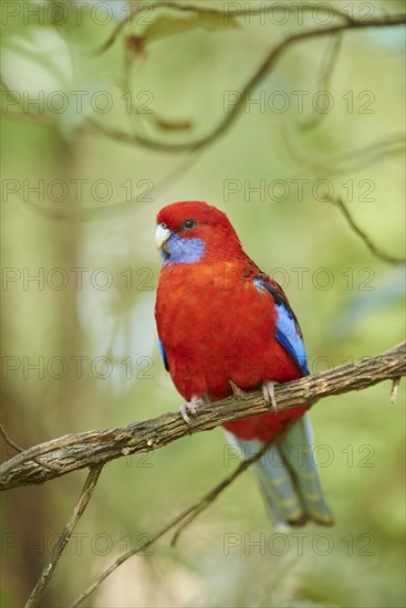 Crimson rosella (Platycercus elegans) sitting on a branch