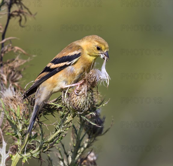 American goldfinch (Spinus tristis) female eating thistle seeds at a meadow