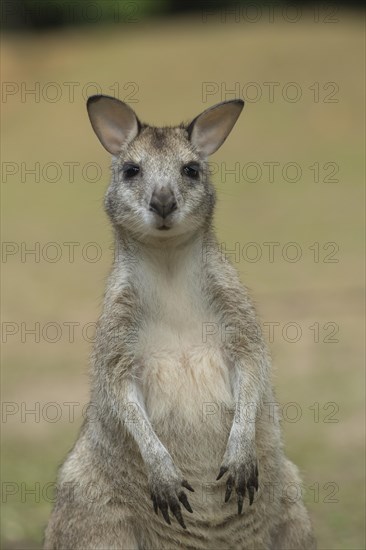 Agile wallaby (Macropus agilis) adult standing up