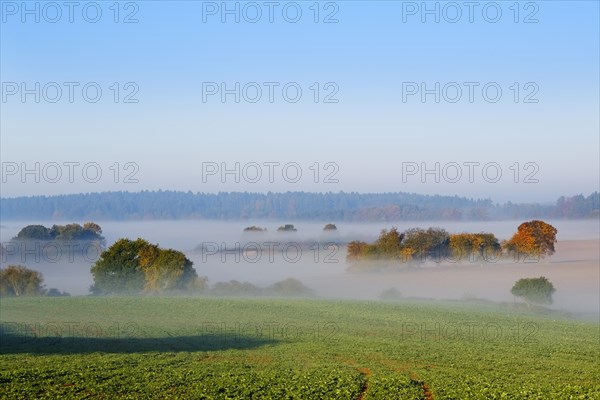 Morning mist near Perletzhofen near Riedenburg