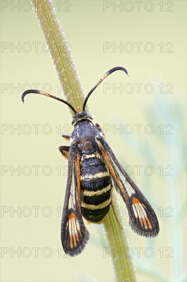 Wasp glasswingers or yellow-legged clearwing (Synanthedon vespiformis) at Halm