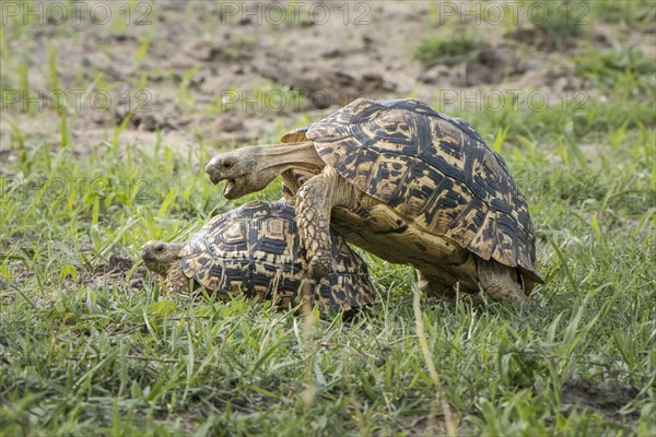 Leopard tortoises (Stigmochelys pardalis)