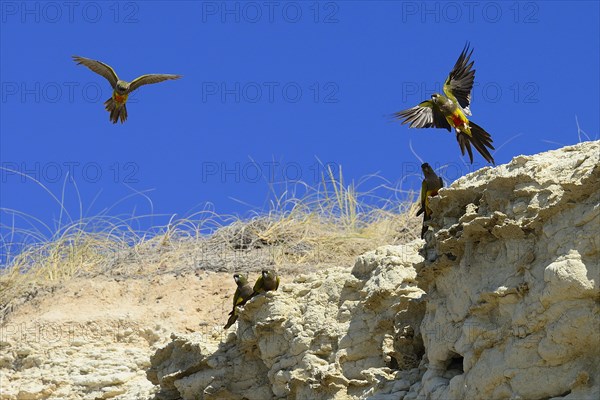 Burrowing Parrots (Cyanoliseus patagonus) at nesting place in a cliff at the sea