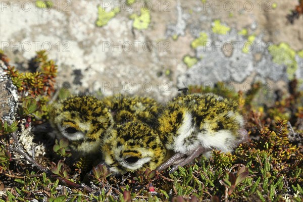 European golden plover (Pluvialis apricaria)