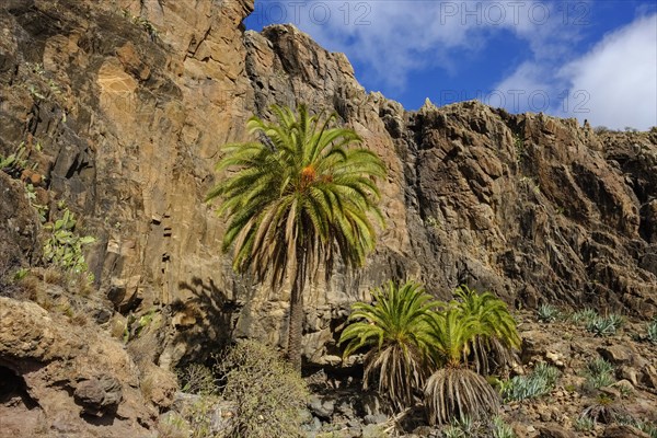 Canary Island date palms (Phoenix canariensis)