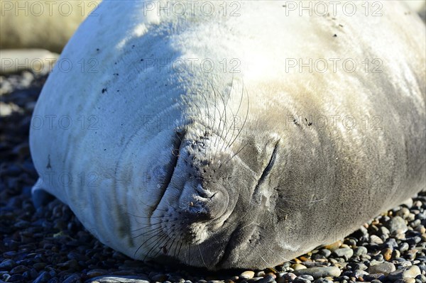 South American sea lion (Otaria flavescens)