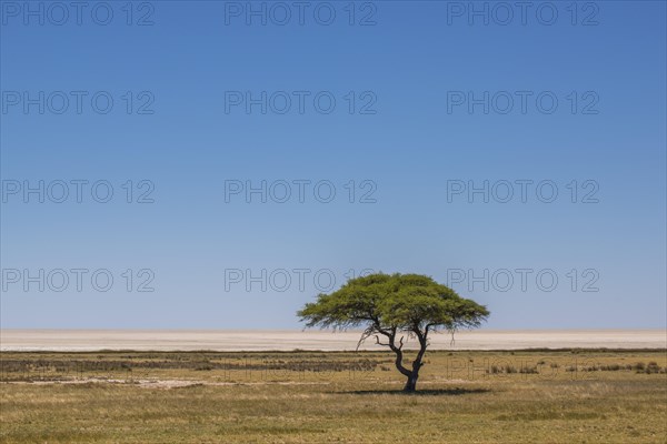 Grassland with umbrella thorn acacia in front of salt pan