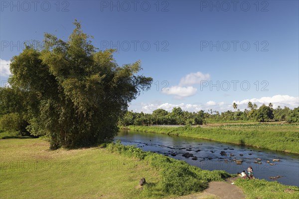 Giant Bamboo (Dendrocalamus giganteus) by the river