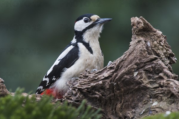 Great spotted woodpecker (Dendrocopos major) sits on deadwood