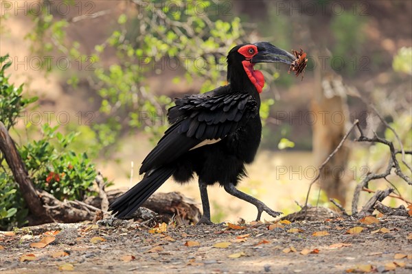 Southern ground hornbill (Bucorvus leadbeateri)