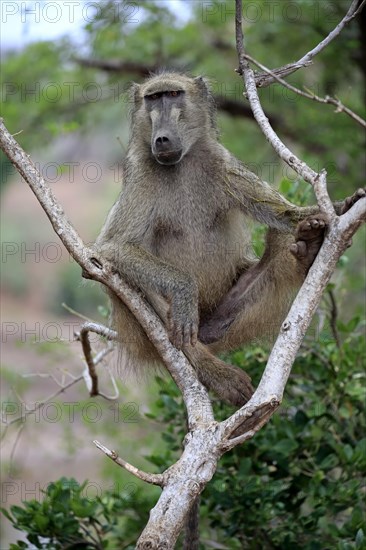 Chacma baboon (Papio ursinus)