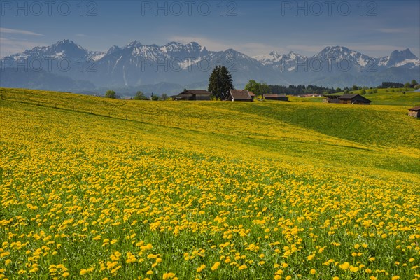 Blooming Dandelion meadow (Taraxacum)