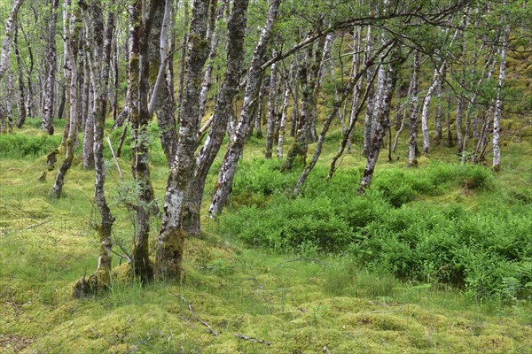 Birch forest near Oban