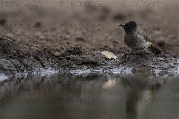 Dark-capped Bulbul (Pycnonotus tricolor) by the water