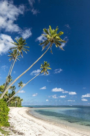 Sandy beach with palm trees and turquoise water