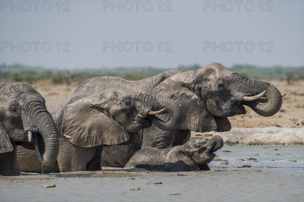 African elephants (Loxodonta africana)