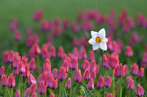 Daffodil (Narcissus poeticus recurvus) in the Tulips bed between (Tulipa)