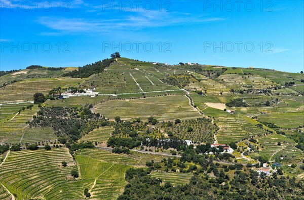 Vineyard region Alto Douro in the valley of Rio Pinhao