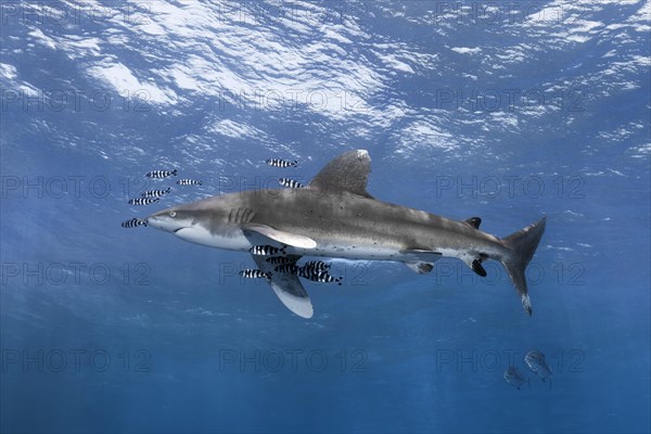 Oceanic whitetip shark (Carcharhinus longimanus) surrounded by Pilot Fishes (Naucrates ductor) floats in the open sea