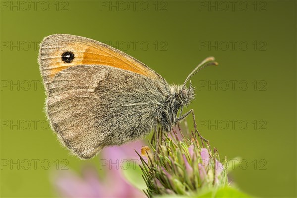 Small heath (Coenonympha pamphilus) on clover blossom