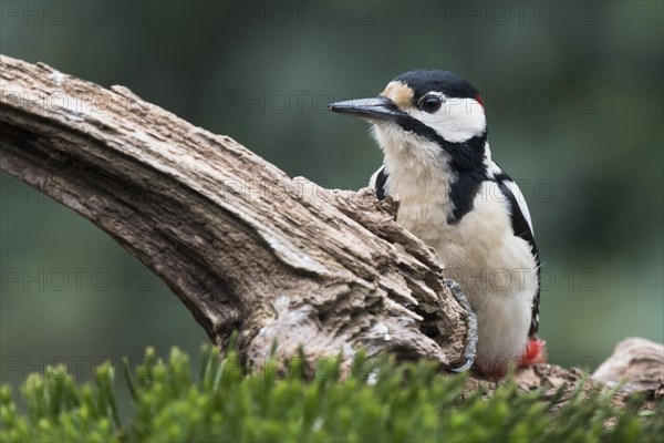 Great spotted woodpecker (Dendrocopos major) sits on deadwood