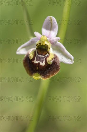 Late spider-orchid (Ophrys fuciflora)