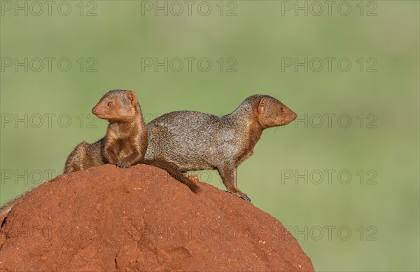 Dwarf mongooses (Helogale parvula) on Termite Hill