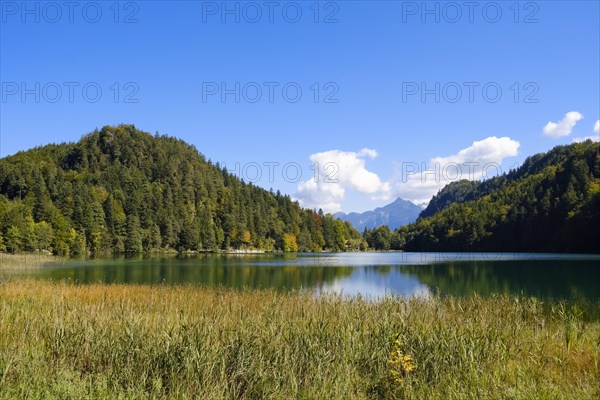 Alatsee