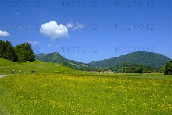 Flower meadows near Fuchsau